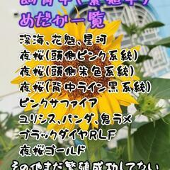 (管理番号5B)めだかの卵 25個 お楽しみパック