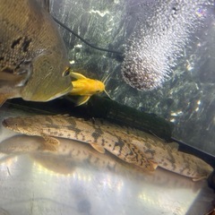 エンドリケリーの画像