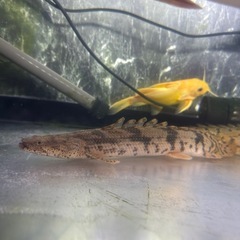 エンドリケリーの画像
