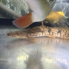 エンドリケリーの画像