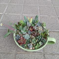 多肉植物寄せ植えa