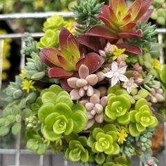 ☆多肉植物　寄せ植え2.0