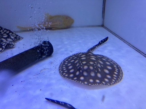 ダイヤモンドポルカ　自家繁殖