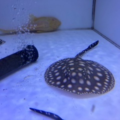 ダイヤモンドポルカ　自家繁殖