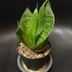 ランキングキーワードに紐づく投稿画像-観葉植物