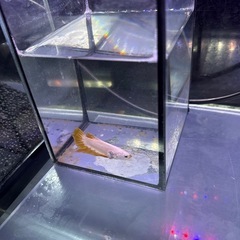 ベタの画像