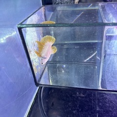 ベタの画像