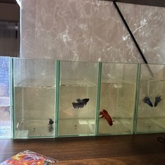ベタの画像