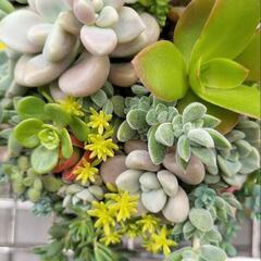 ☆多肉植物寄せ植え　リメ缶