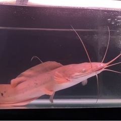 ヘテロブランクスsp トゥルカナ湖産　68cm