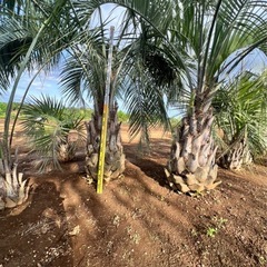 庭が一気にリゾート化！希少なココスヤシ 幹高1.5m（植え付け可）千葉県発の画像