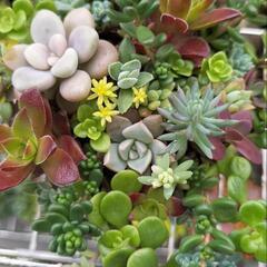 ☆多肉植物寄せ植えリメ缶