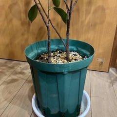 ガジュマル（挿木から増やしたもの）の画像