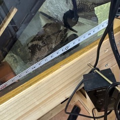 熱帯魚プレコ
