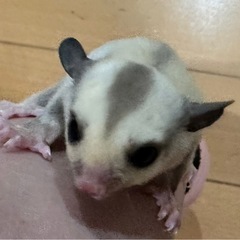 フクロモモンガ各カラー 御家族募集中