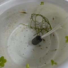 ミナミヌマエビ10＋α
