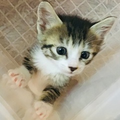 人慣れしている350〜400gの4匹の子猫