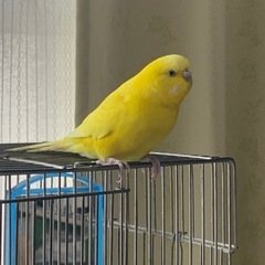 インコ里親募集