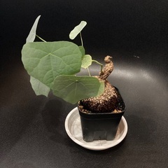 ステファニア・スベローサの画像