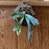 ランキングキーワードに紐づく投稿画像-観葉植物