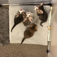 人慣れしている350から400gの4匹の子猫