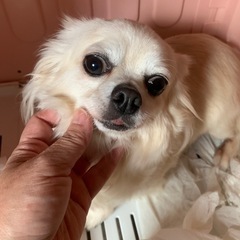 チワワ　クリーム　5歳