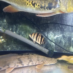 ダトニオプラスワン
の画像