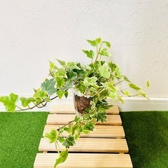アイビー　ロング　ホワイトワンダー　観葉植物　ハイドロカルチャー