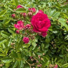 ミニバラの切り花 5本 20～25cm位 薔薇の挿し木