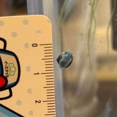 ヒメタニシベビー🚼①の画像