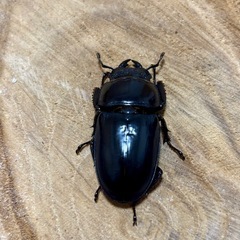 ツシマヒラタクワガタ(♂♀♀)新成虫トリオの画像