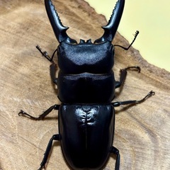 ツシマヒラタクワガタ(♂♀♀)新成虫トリオの画像