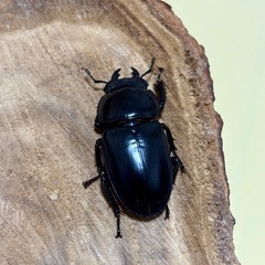 ツシマヒラタクワガタ(♂♀♀)新成虫トリオの画像