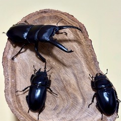ツシマヒラタクワガタ(♂♀♀)新成虫トリオ