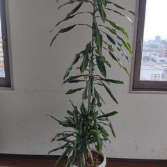 観葉植物