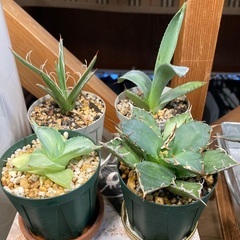 アガベ各種（まとめて・バラ売り可能です）