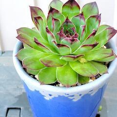 多肉植物　センペルビウム　上海ローズ