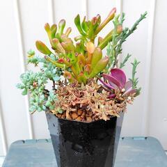 多肉植物　寄せ植え　黒　4号