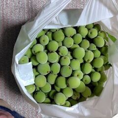 南高梅の実ご入用の方見えませんか?