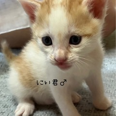 可愛い茶白チビにゃん♡