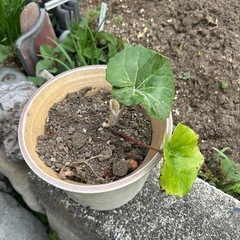 ふきと花瓶