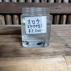 オロチメダカ無人販売 の画像