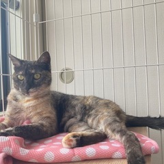 甘えん坊のあやめ