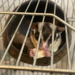 フクロモモンガ