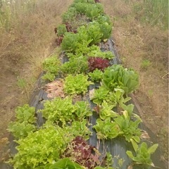 市原farm自然農法レタス狩り