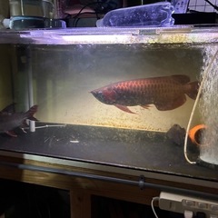 アクリル水槽②（商談中