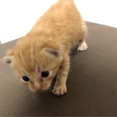 猫　茶色　里親募集