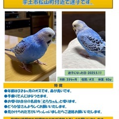 《宇土市松山町 迷子セキセイインコ探してます！》