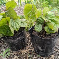 自然薯の目出し 苗★1カップ10本★複数可