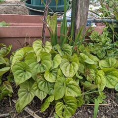 自然薯の目出し 苗★1カップ10本★複数割引しますの画像